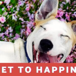 What Is The Secret To Happiness?  18 Amazing Affirmations For Increasing Happiness In Your Life!